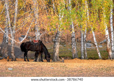 Horse feeding in Birch forest