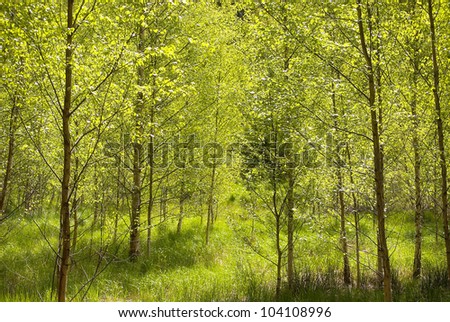 Glorious summer light shining through the birch grove