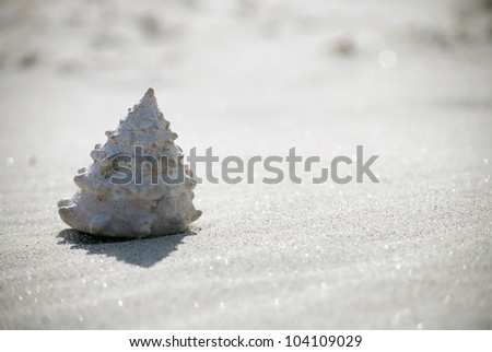 Close up of seashell on sand beach, wind blowing up sand grains