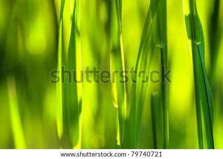 Close-up of summer light that shines through the blades of grass