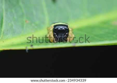 Black Face Jumping Spider
