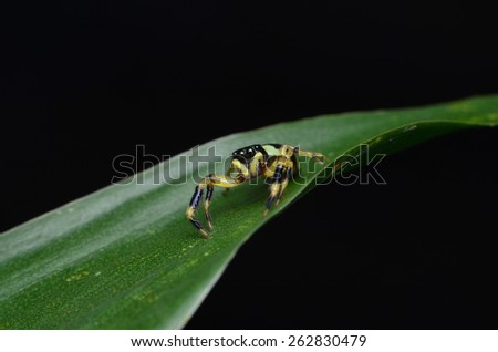 Black and Yellow color Spider