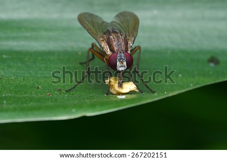 Flower Fly Eating Food