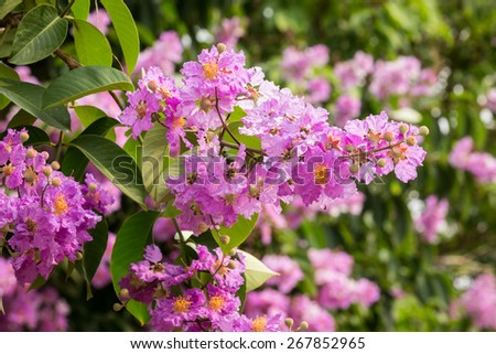 Lagerstroemia speciosa or Bang lang flower of Indian subcontinent