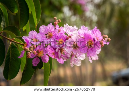 Lagerstroemia speciosa or Bang lang flower of Indian subcontinent