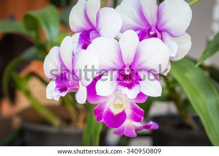 purple white orchid flowers. orchid flowers of thailand