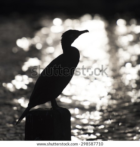 Silhouette of cormorant on water side