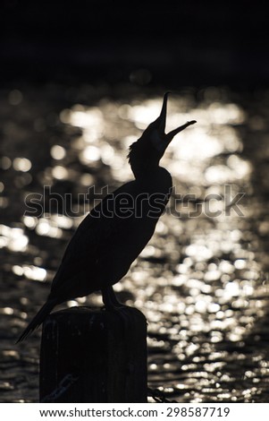 Silhouette of cormorant with open beak on water side