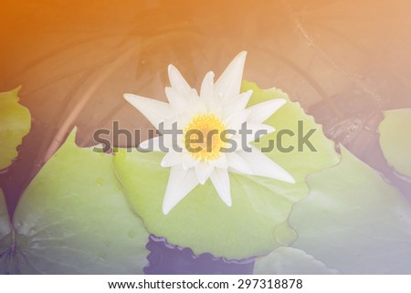 flowers lotus, water lily a color adjustment in soft style for background.