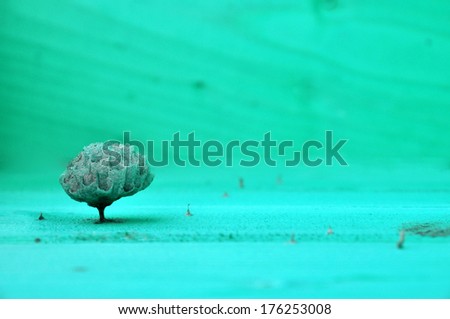 Small tree or a wasp\'s nest turned upside down/Small tree or a wasp\'s nest