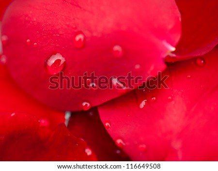 water drops on red rose petals