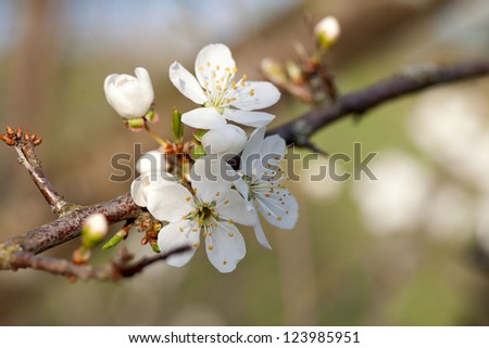 blooming cherry tree blooming cherry tree