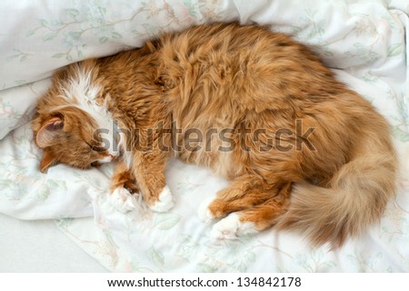 fluffy cat in bed