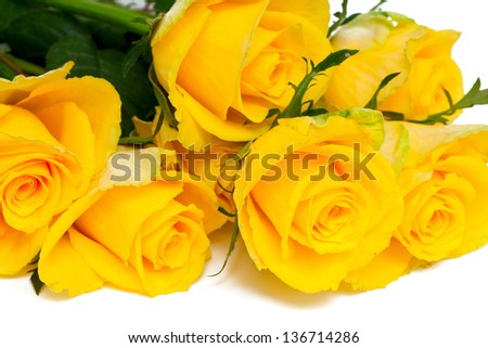 yellow roses over white