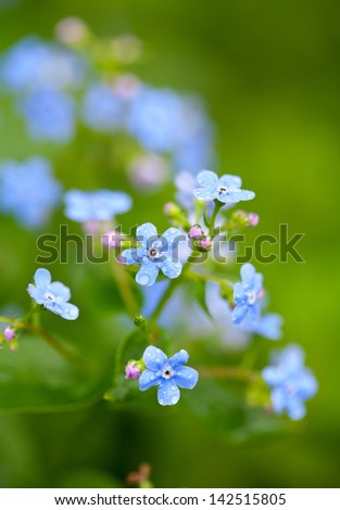 forget-me-not flowers after the rain