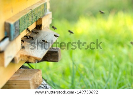 Bees And Beehive