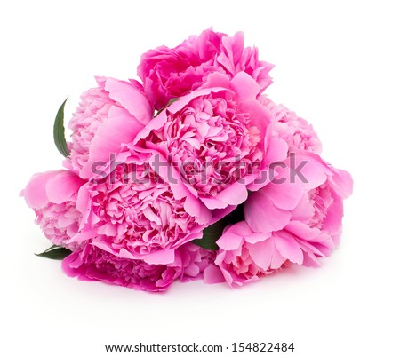 bunch of pink peonies isolated on white background