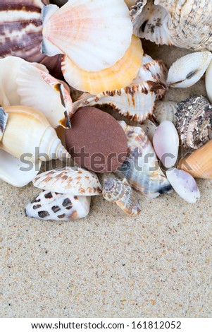 sea shells on sand and empty space for your text