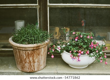 pot flowers on window
