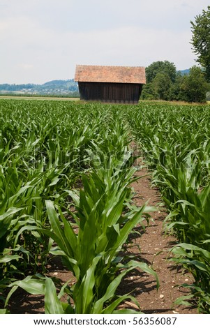 corn field and little house