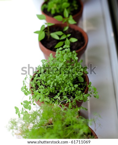 herbs grow on window-sill