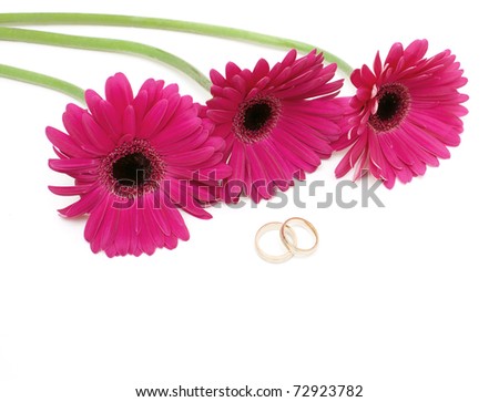 stock photo purple gerbera and two wedding rings