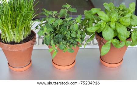 herbs growing on window-sill