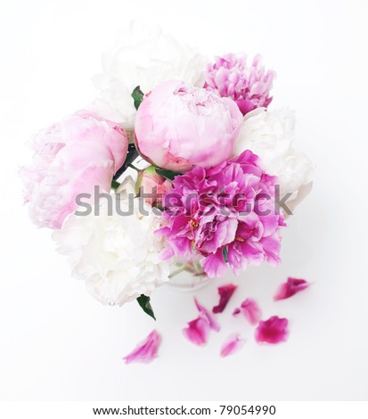 bunch of peonies on white background