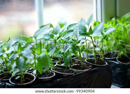 paprika plants in pots on window sill