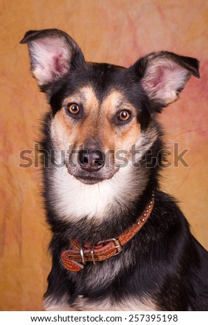 Mutt dog portrait