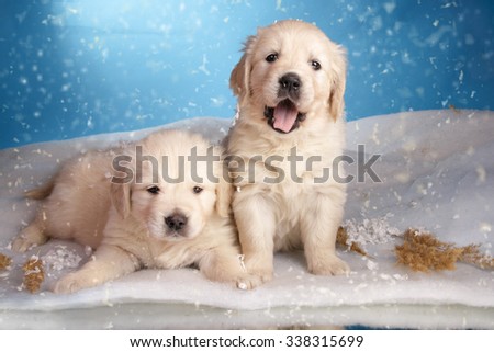 Two Golden retriever puppy on blue background under the snow