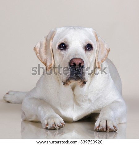 Yellow labrador retriever dog on cream tan light background