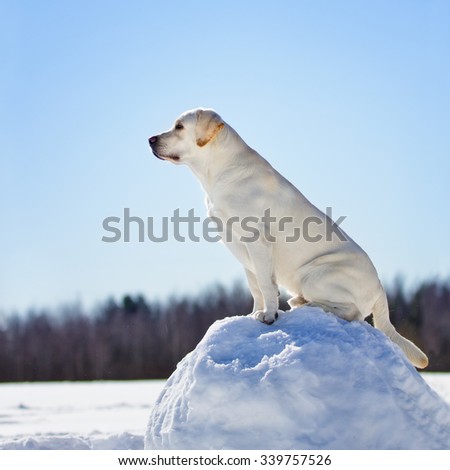 Yellow labrador retriever dog in winter forest walk outdoor on snow sitting on a snow ball
