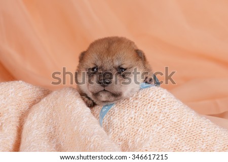 Chocolate brown Labrador retriever puppy dog on tan background studio photo