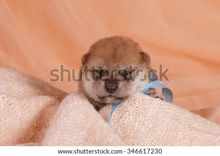 Chocolate brown Labrador retriever puppy dog on tan background studio photo