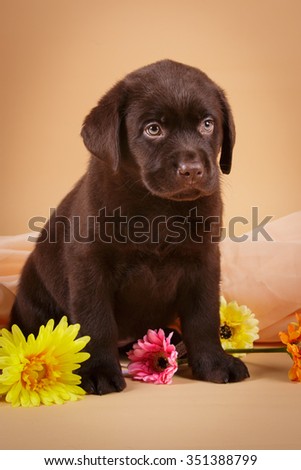 Chocolate brown Labrador retriever puppy dog on tan background studio photo with flowers