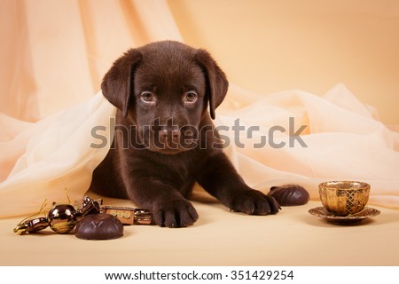 Chocolate brown Labrador retriever puppy dog with tea cup ans sweets on tan background studio photo