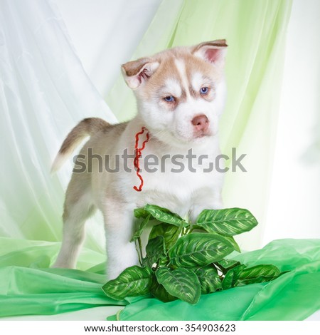 Siberian husky red puppy with blue eyes on green and white organza fabric