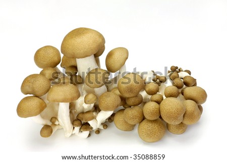 Mushroom(Simeji) 商业图片: 35088859 : Shutt
