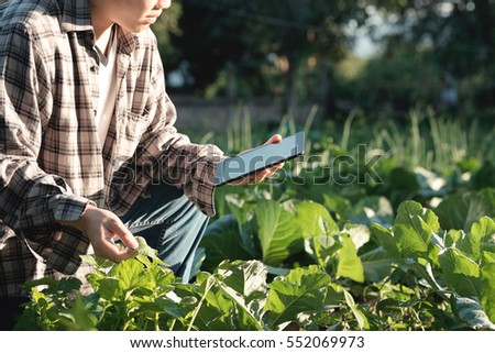 Agronomist Using a Tablet for read a report and sitting in an agriculture Field with copy space and vintage tone with selective focus,agriculture technology concept.