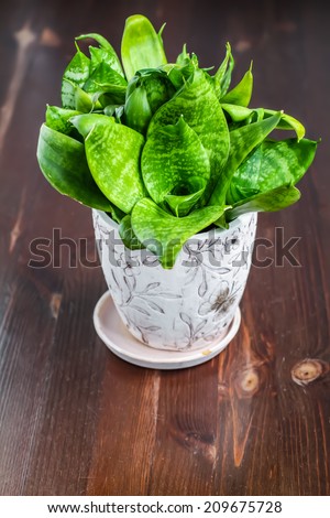 House Plant - Variegated Snake Plant, a potted plant on wood background
