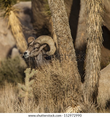 A mature, bighorn sheep ram with large, curled horns.