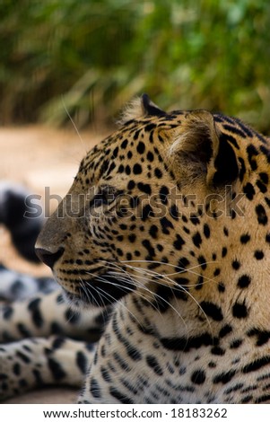 Profile of a leopard.