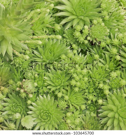 Tropical greens plant background pattern close-up