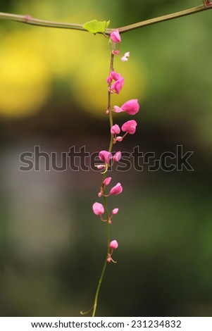 The pink flower vine blooming and drooping.
