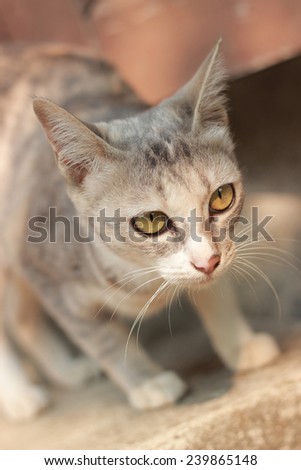 cat is kneeling down.image focusing at face.