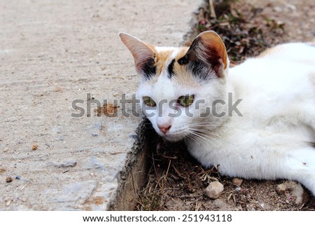 cat is laying at concrete footpath close up at face