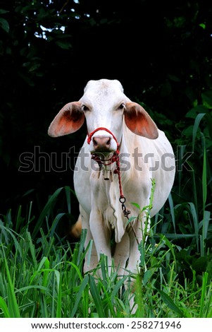 Cow standing in the haystack in dry paint