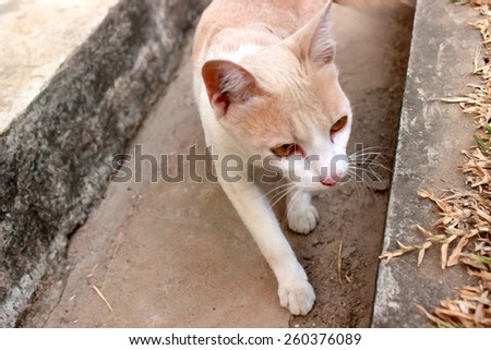 image of cat walking in the drainage in dry paint