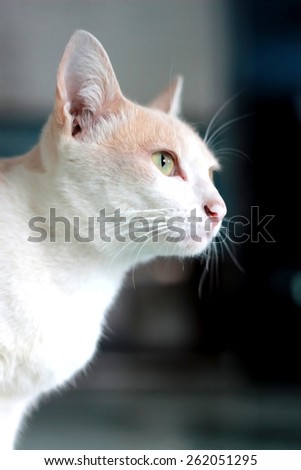 image of side view portrait of cat in dry paint